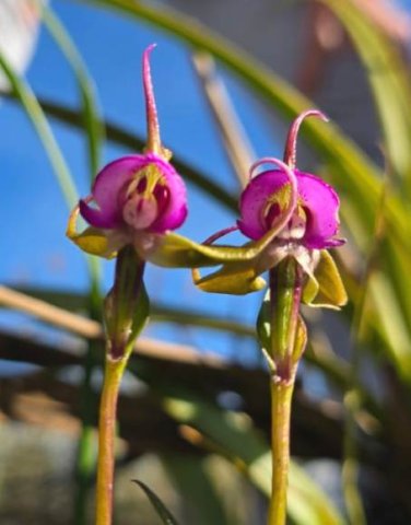 Disperis capensis var. capensis flowers